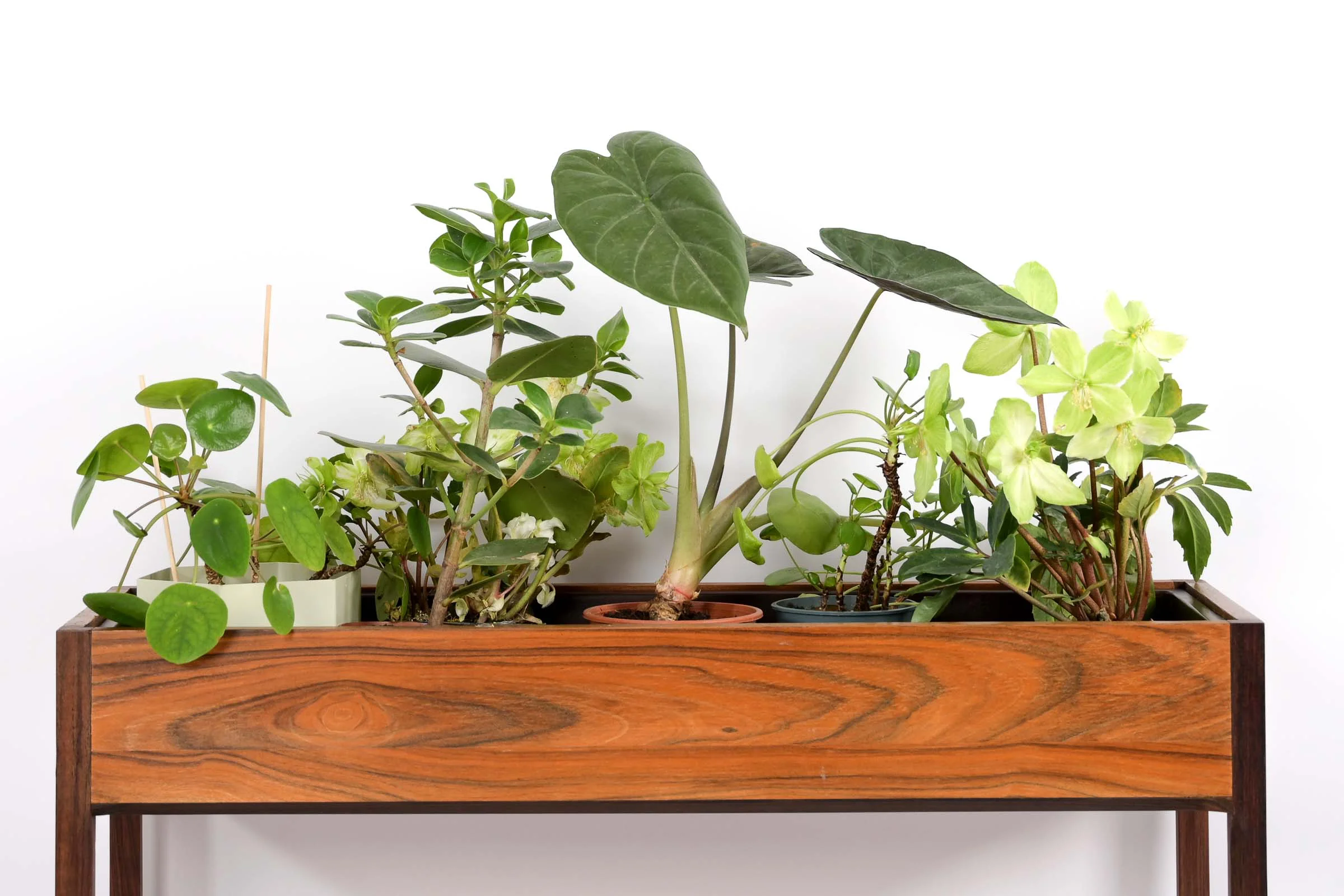 Jardinière en Palissandre de Rio ‘Aksel Kjærsgaard’